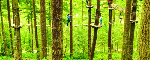 Go Ape Go Ape