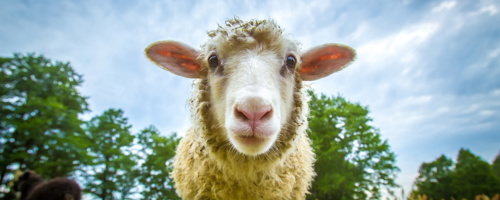 Auchingarrich Wildlife Centre Auchingarrich Wildlife Centre